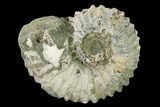 Bumpy Ammonite (Douvilleiceras) Fossil - Madagascar #160384-1